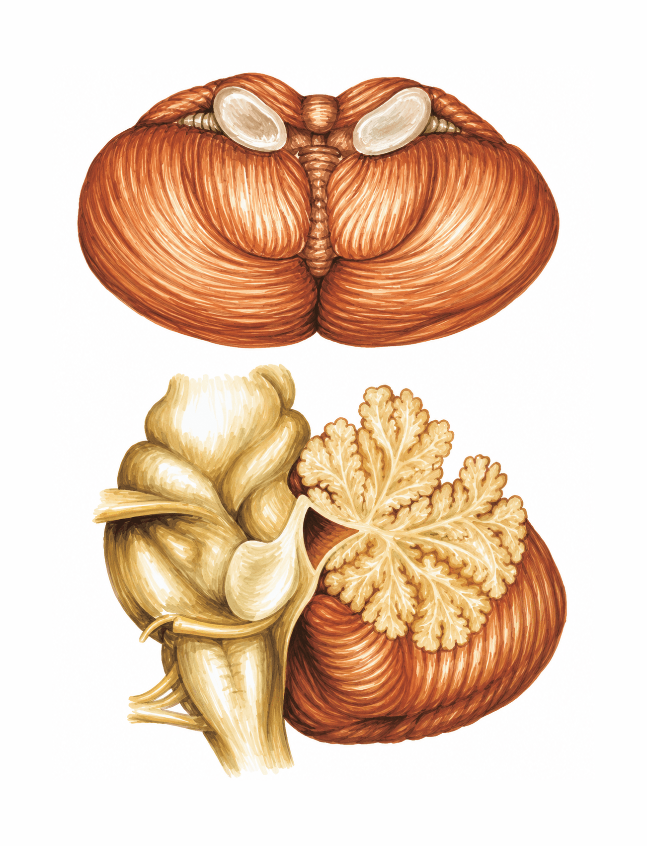 Lobulația cerebelului