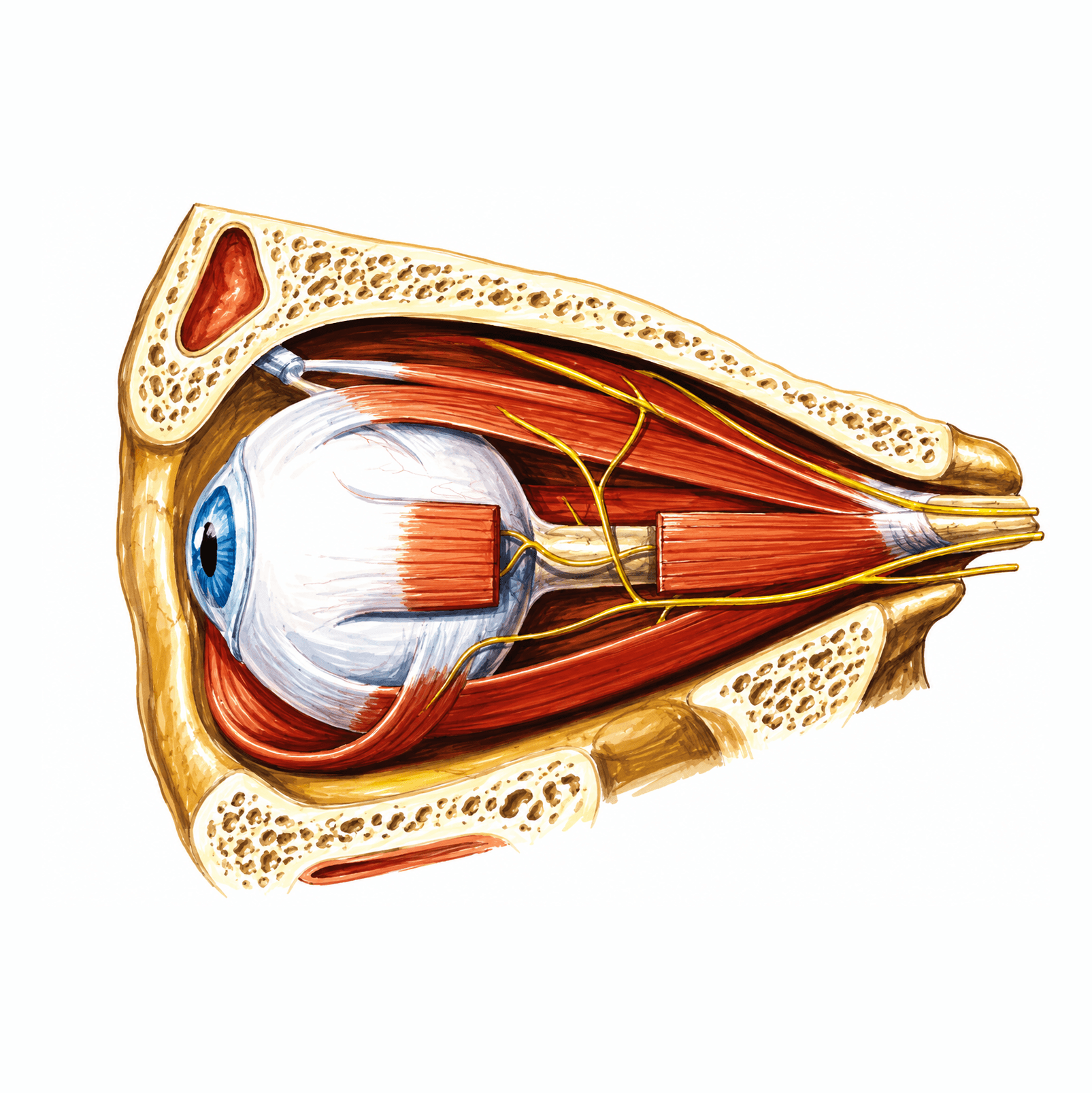Mușchii globului ocular și nervii cranieni III, IV, VI