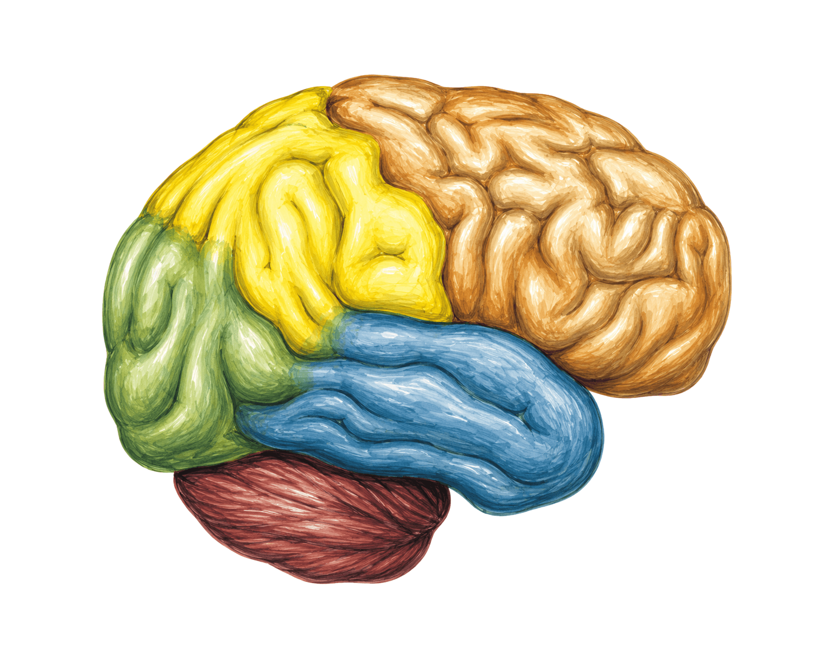 Fața laterală a emisferei cerebrale