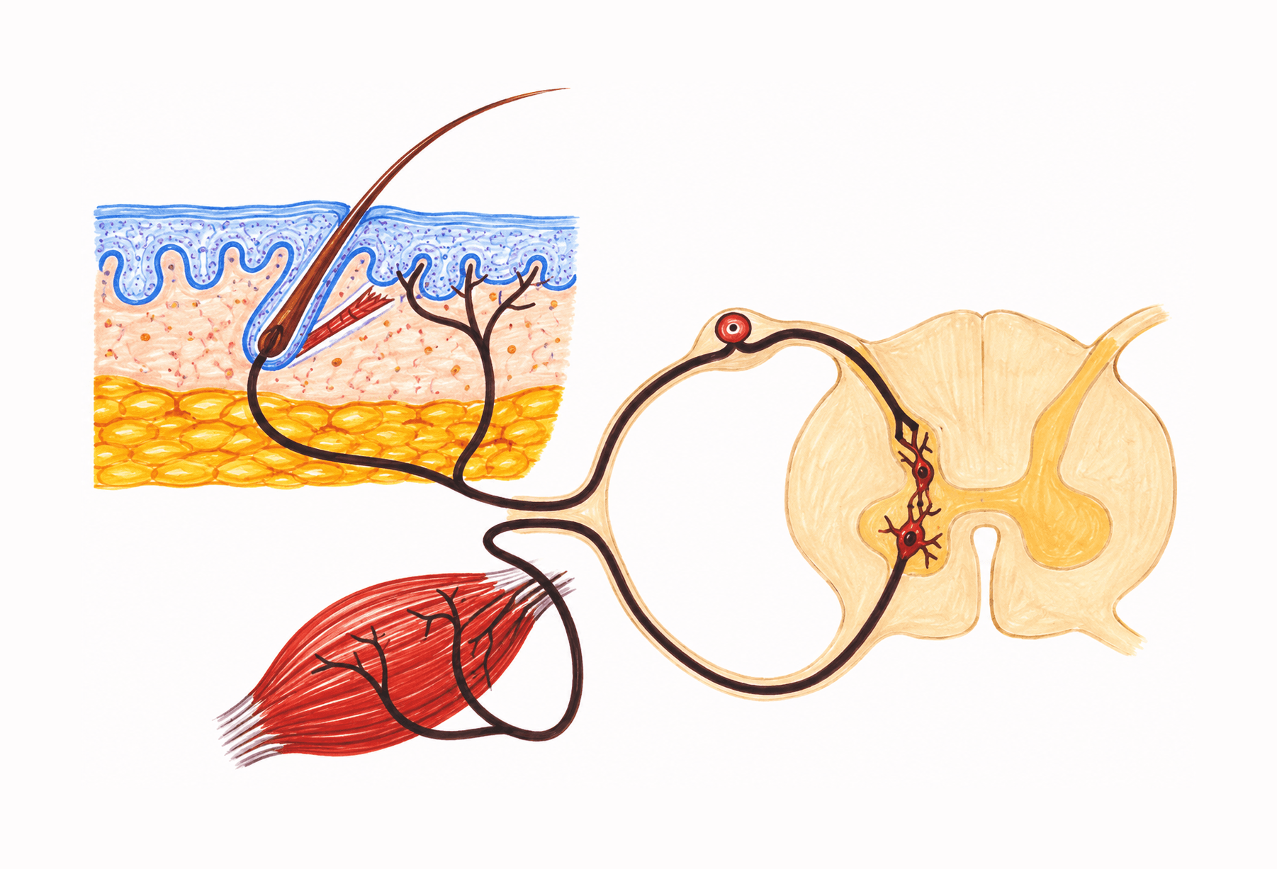 Arcul reflex