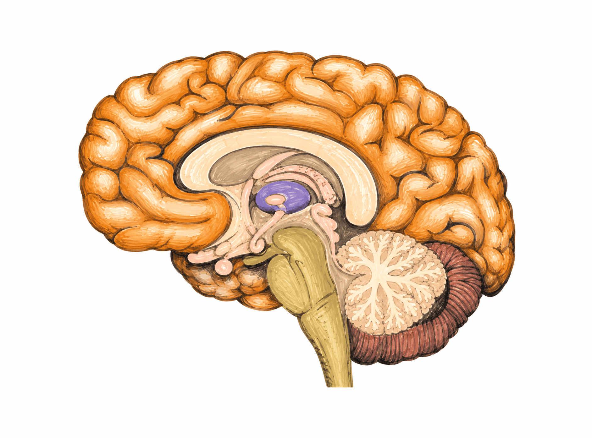 Fața medială a emisferei cerebrale