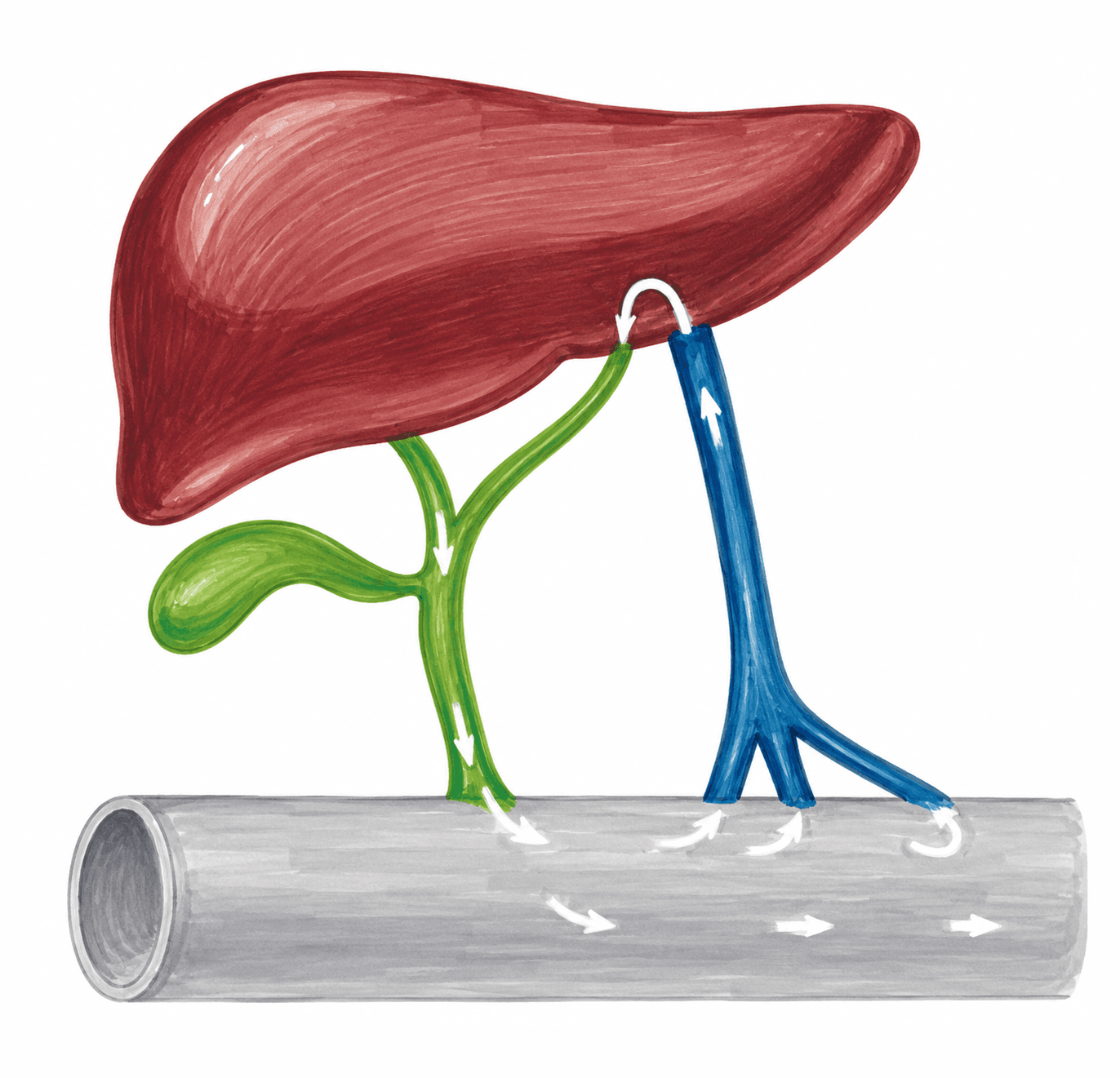 Circuitul enterohepatic al sărurilor biliare