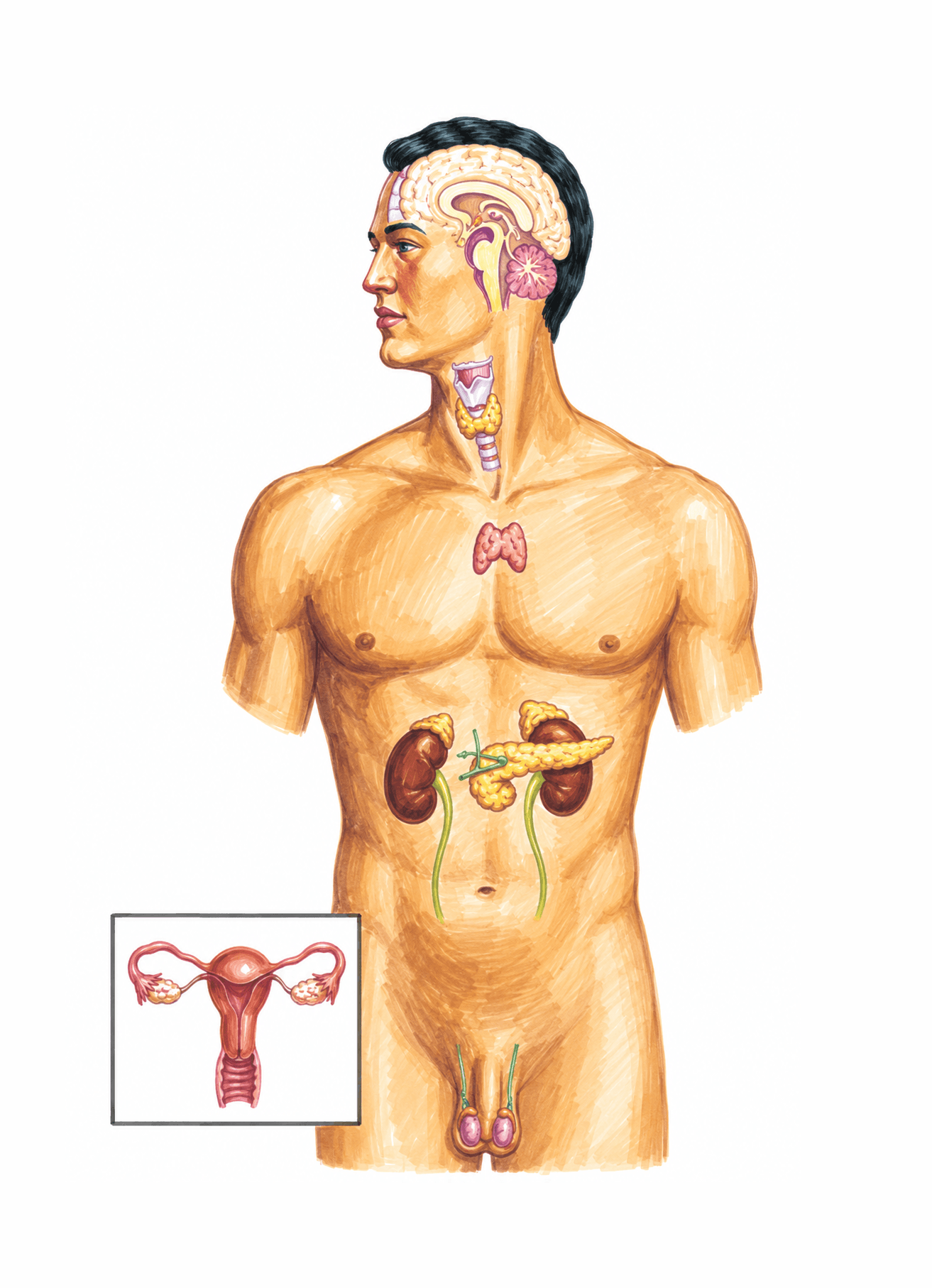 Glandele endocrine și localizarea lor în corp