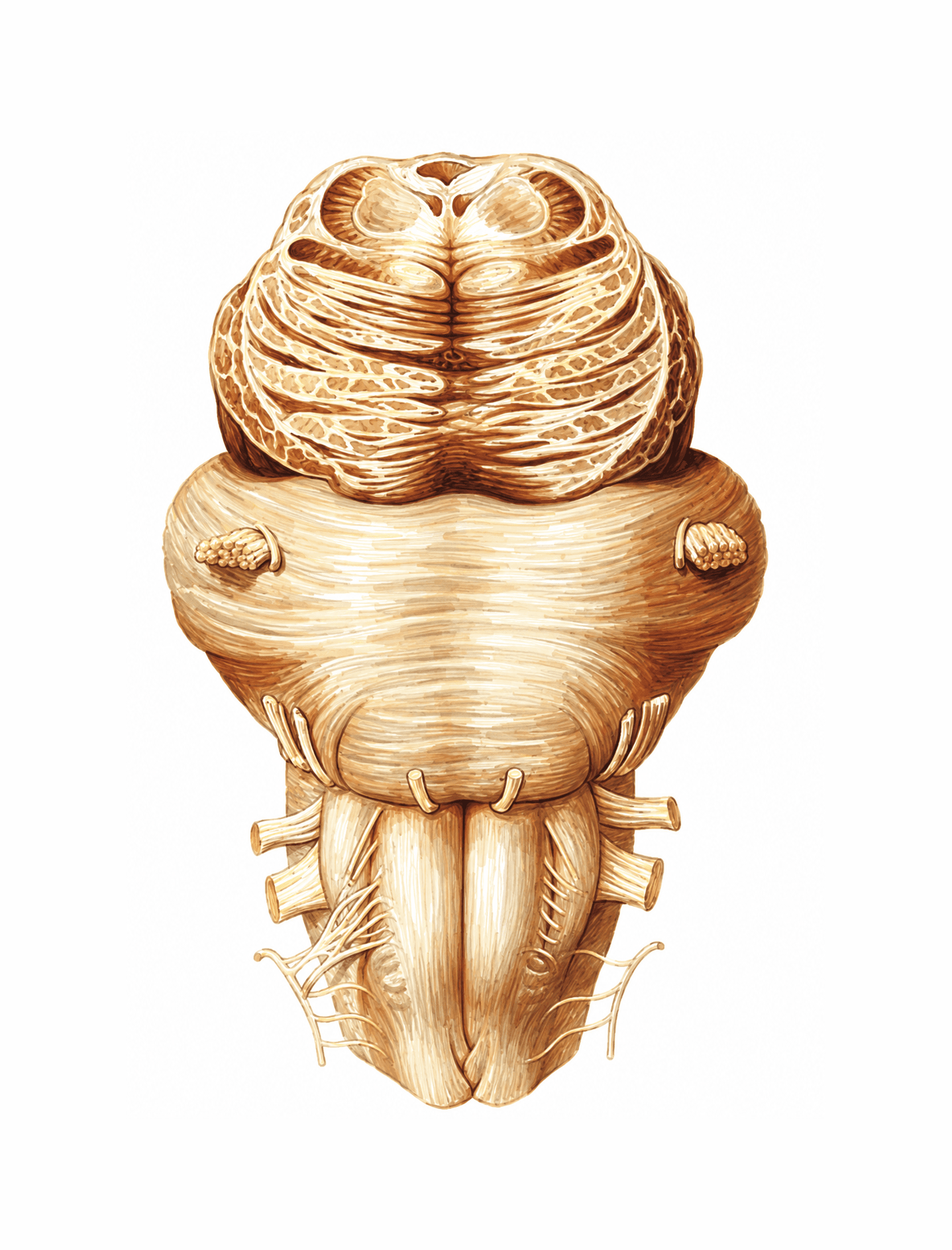 Trunchiul cerebral, fața anterioară (ventrală)