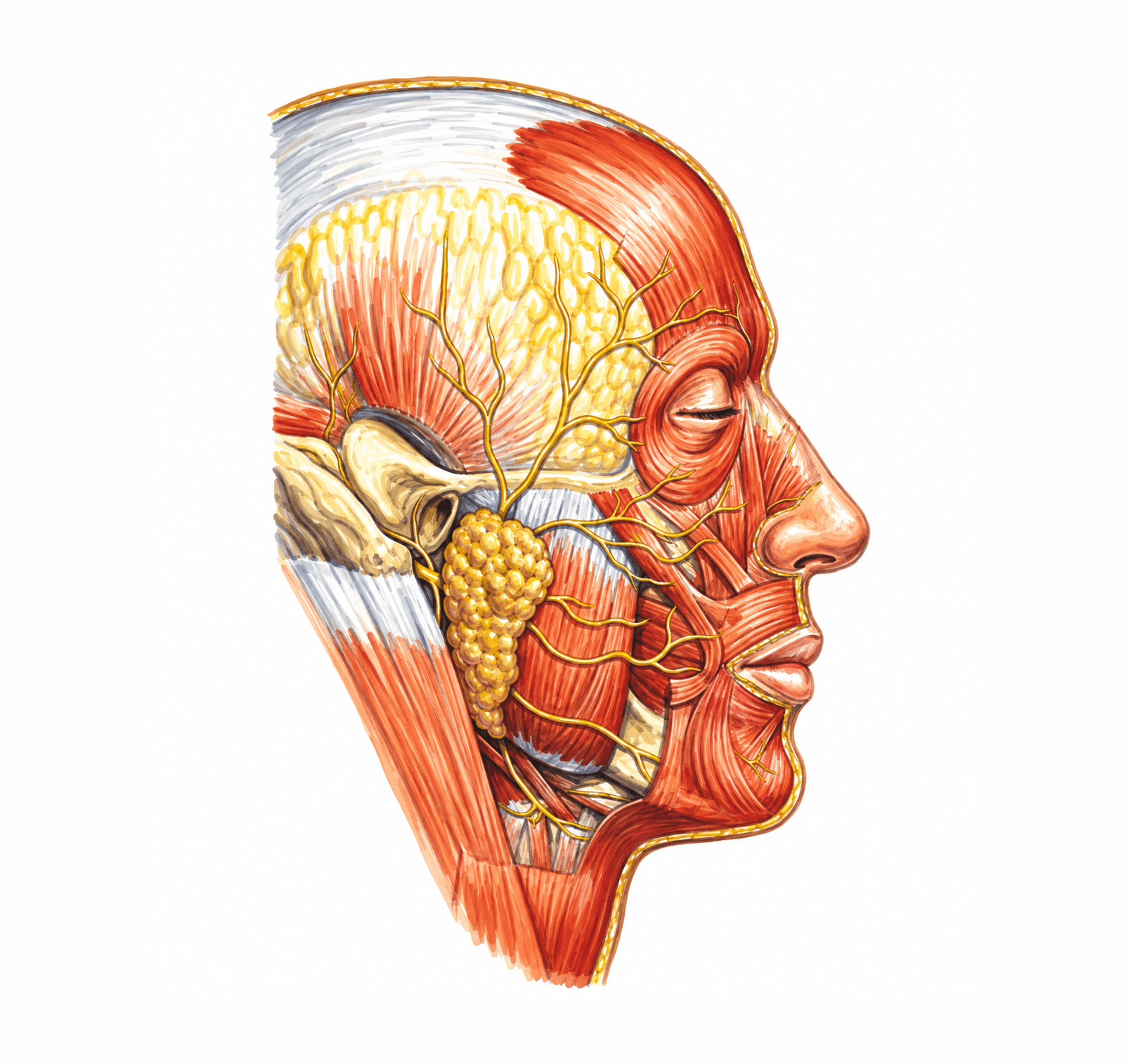 Distribuția nervului facial (perechea VII)