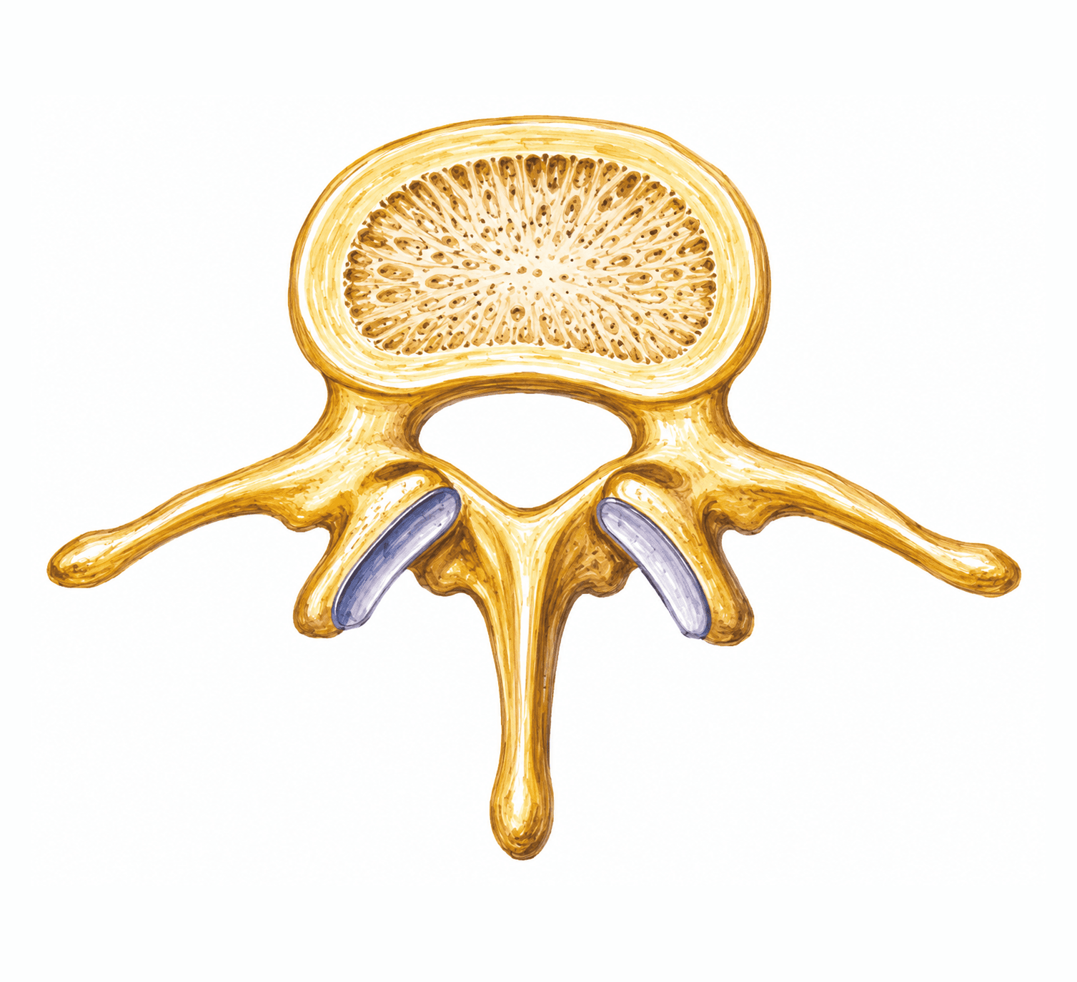 Vertebră lombară: părțile vertebrei tip