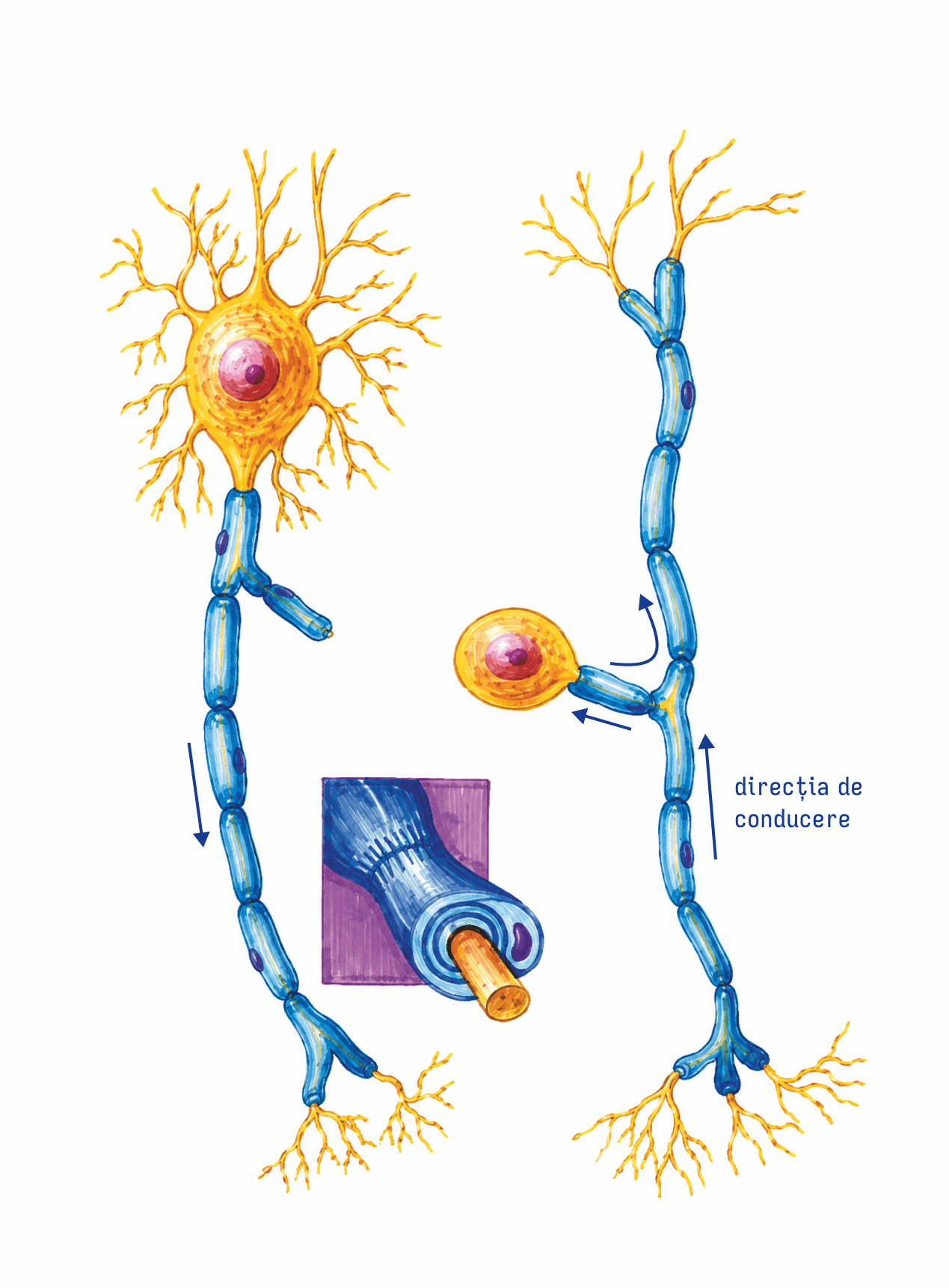 Structura neuronului