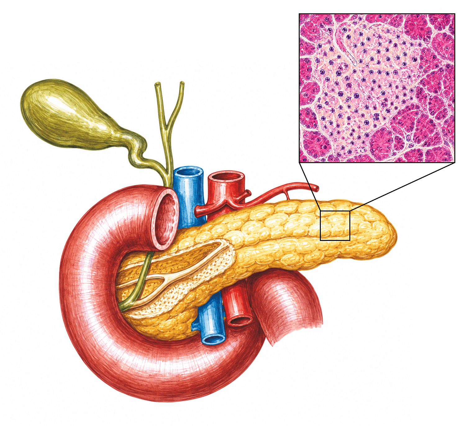 Pancreasul și insulele Langerhans