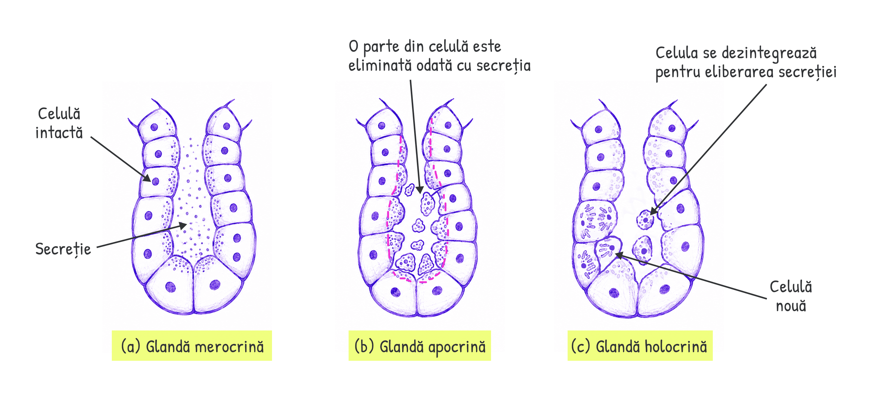 Glandele exocrine clasificate după activitate: merocrine, apocrine și holocrine