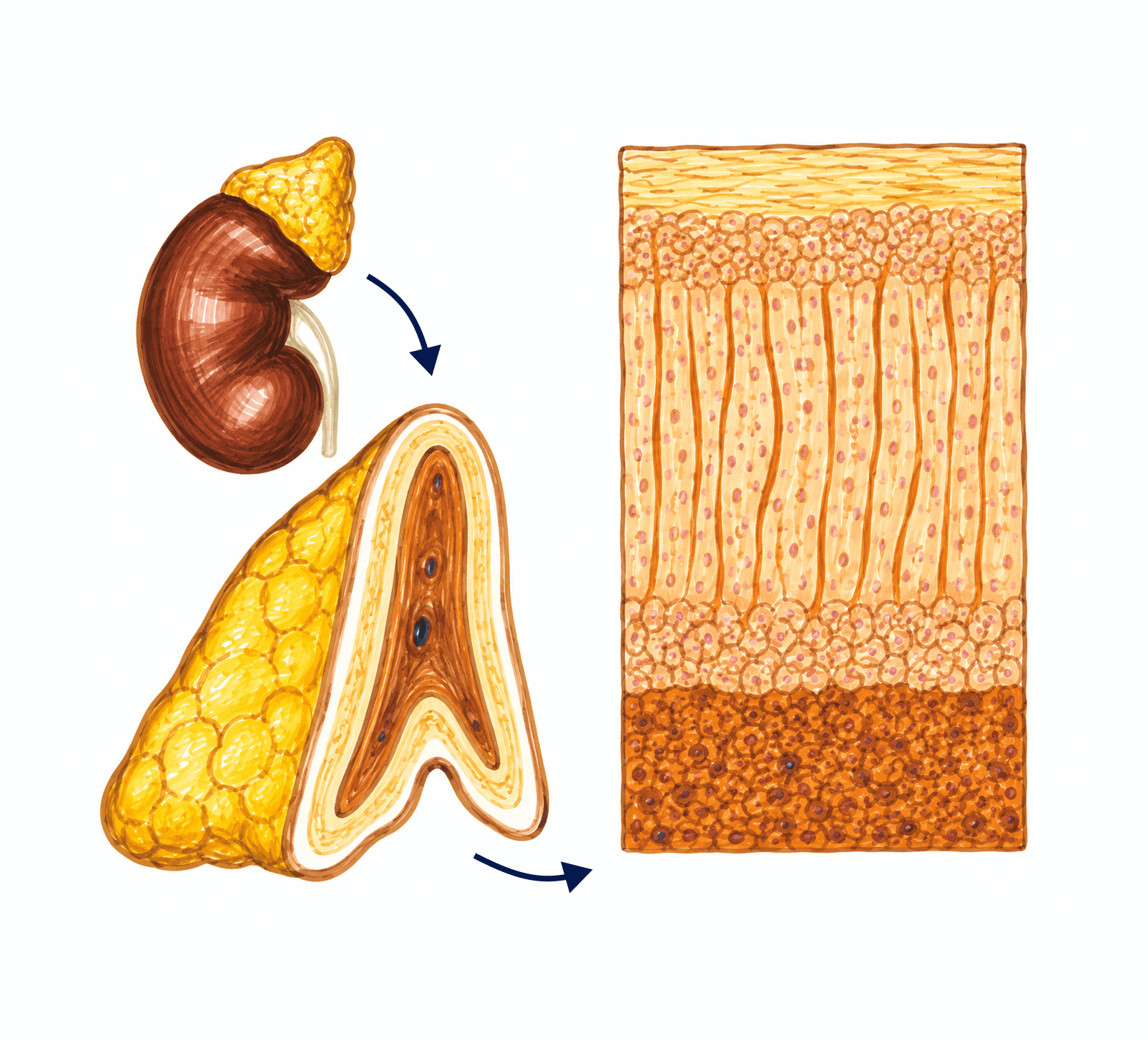 Structura glandei suprarenale: corticala și medulara