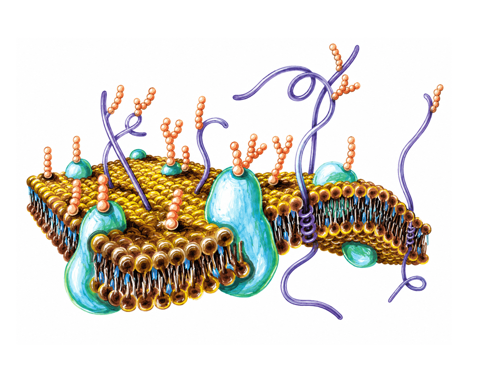 Modelul mozaic fluid al membranei celulare