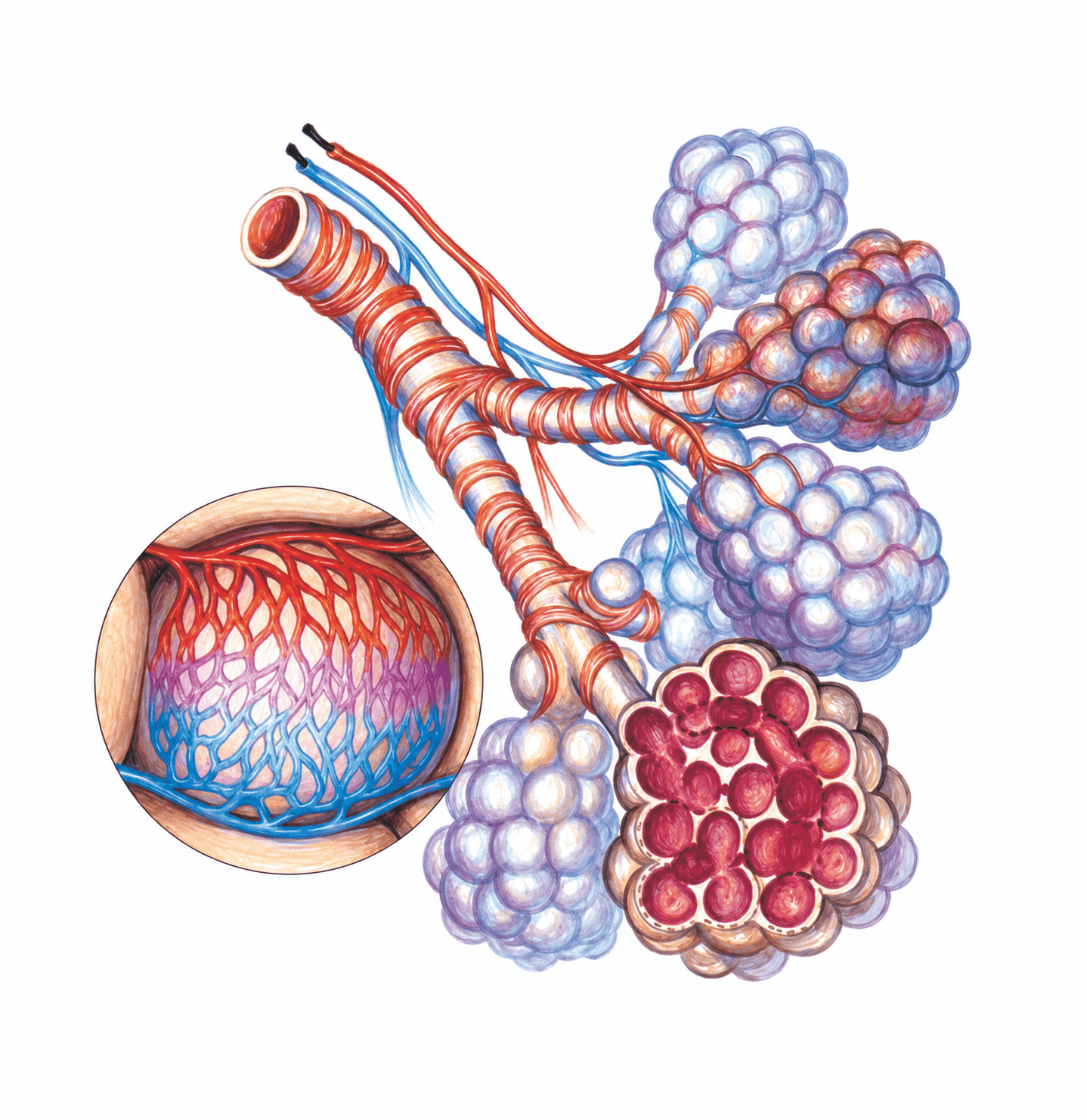 Structura acinului pulmonar