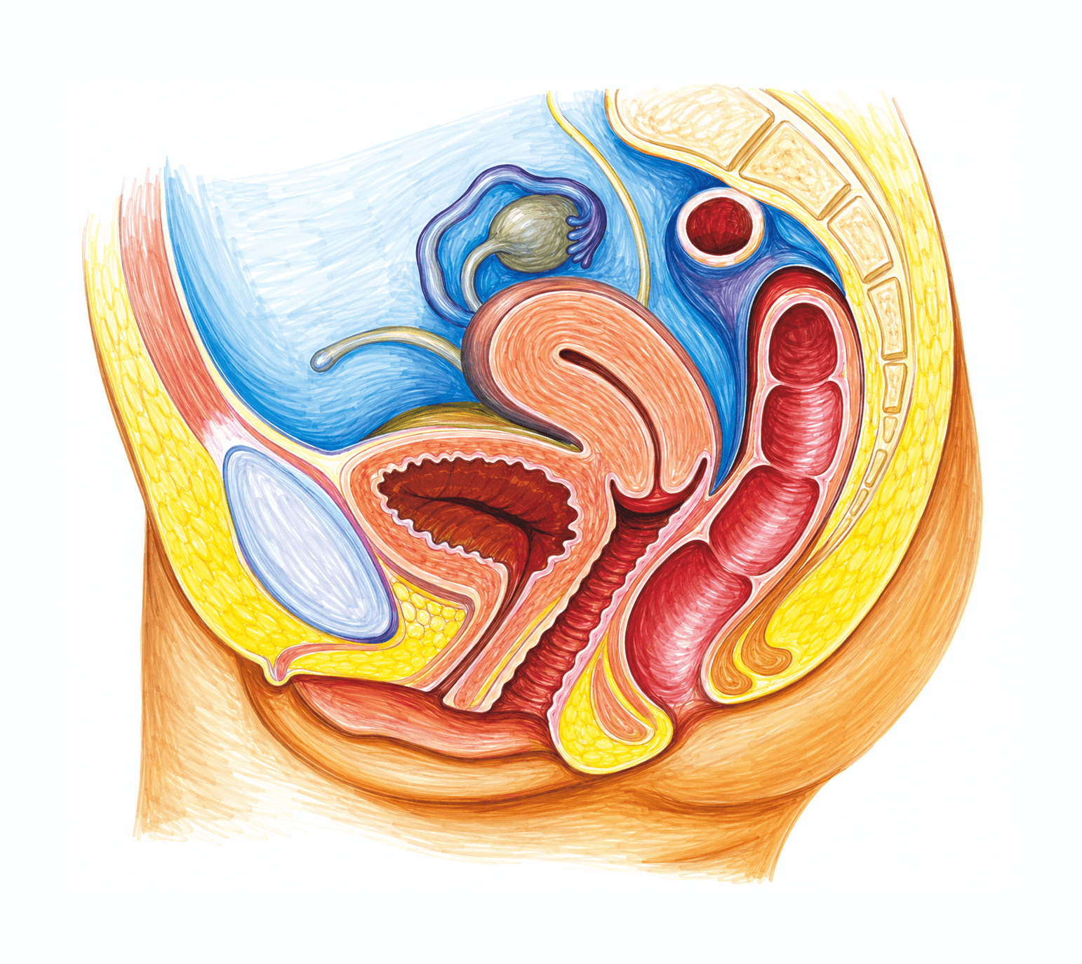 Aparatul genital feminin