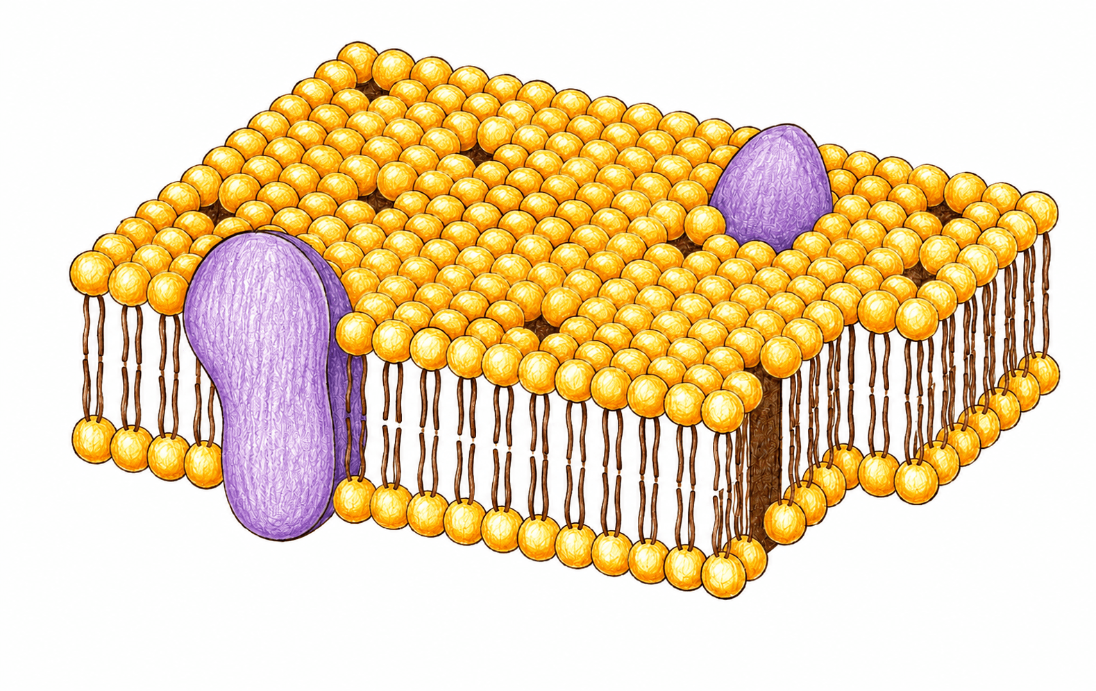 Modelul mozaicului fluid al membranei plasmatice