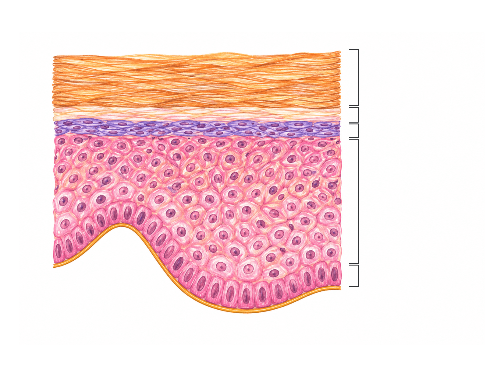 Straturile epidermului