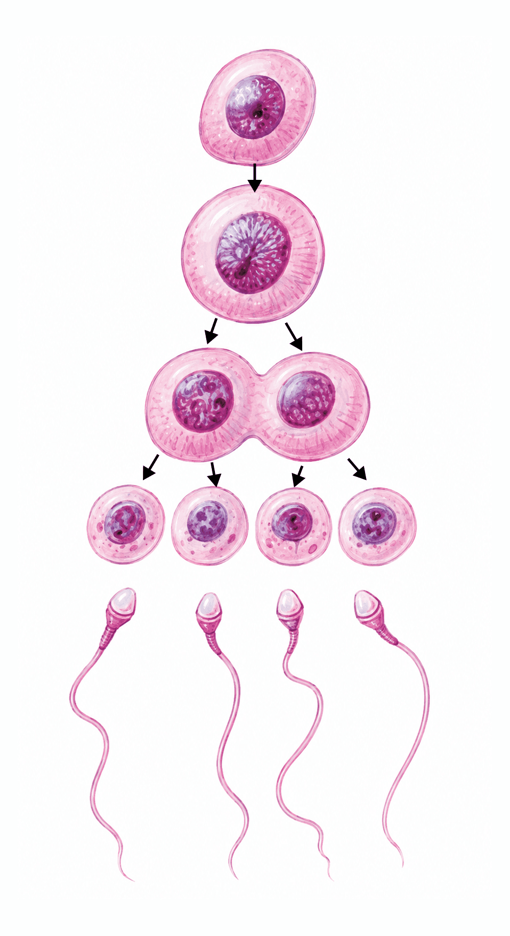 Spermatogeneza: de la spermatogonie la spermatozoid