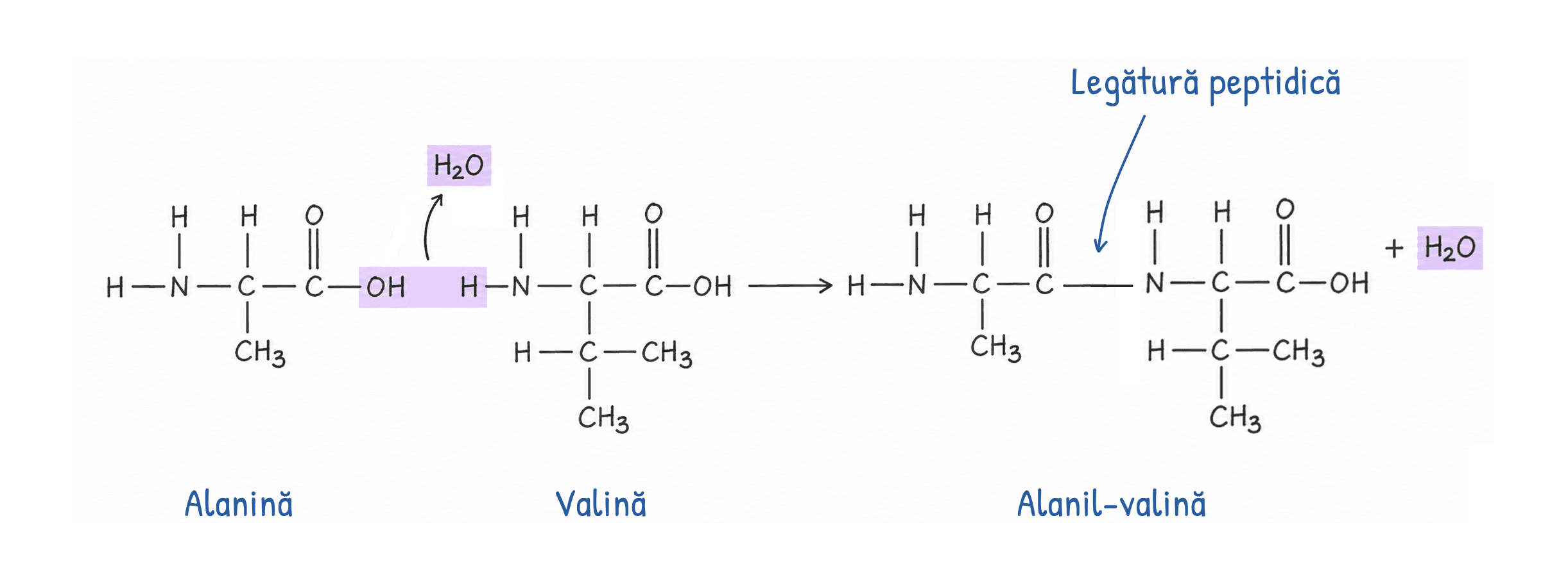 Legătura peptidică: formarea alanil-valinei