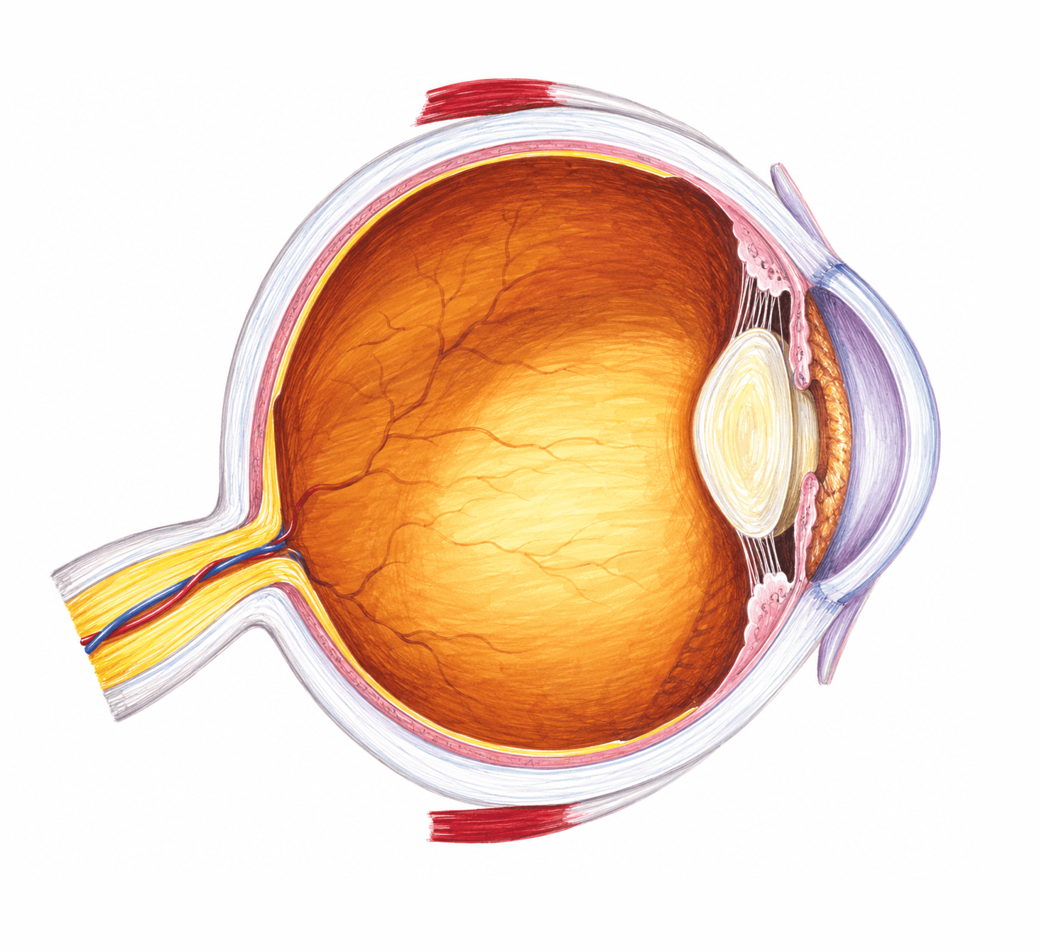 Globul ocular: tunicile și mediile refringente