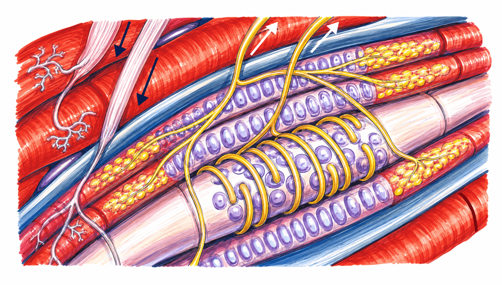 Fusul neuromuscular: fibre intrafusale și extrafusale