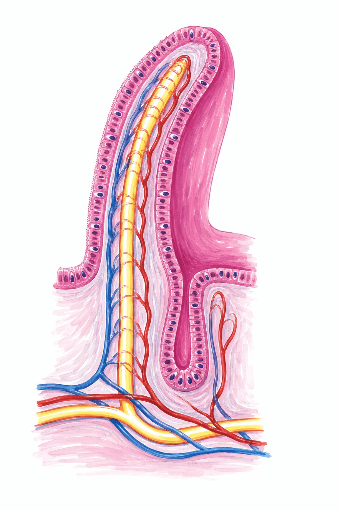 Vilozitatea intestinală: căile de absorbție